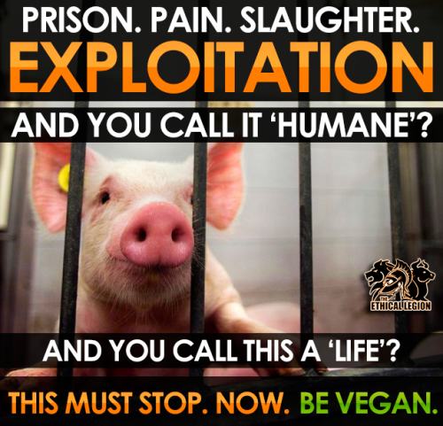 Prison. Pain. Slaughter.EXPLOITATION!And you call this... 13