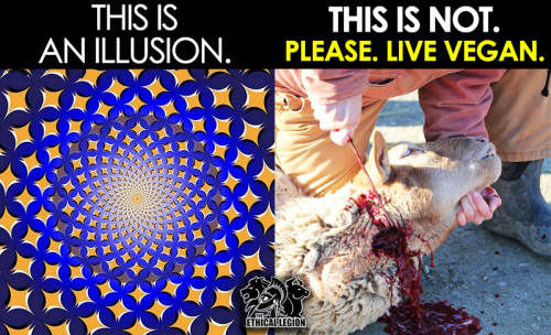 Animal exploitation is not an illusion!You can stop supporting...