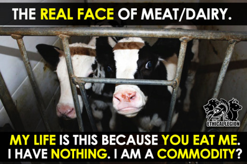 The Real Face of Meat / Dairy.No Life. A Commodity. Nothing.... 13