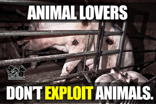 Animal lovers don’t exploit animals.~ The Ethical Legion 5