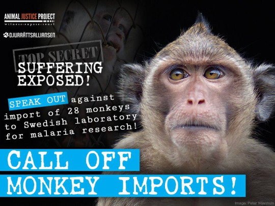 SUFFERING EXPOSED! CALL OFF MONKEY IMPORTS! 22