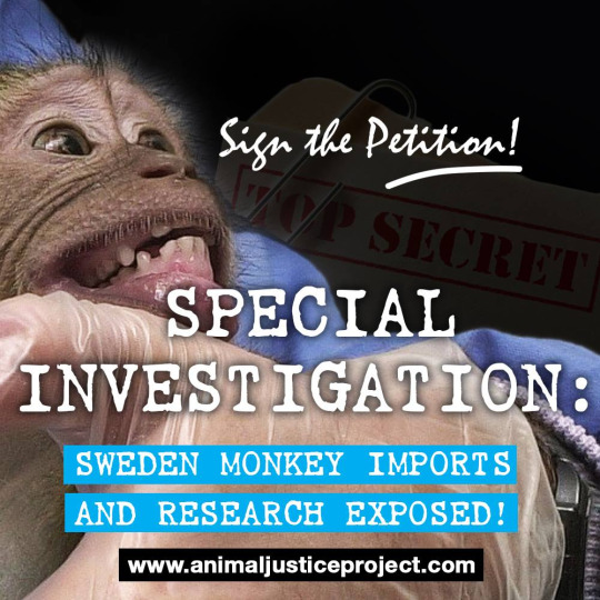 HELP US REACH 100,000 SIGNATURES TO STOP IMPORT OF MONKEYS FOR EXPERIMENTS IN LEADING UNIVERSITY! 4