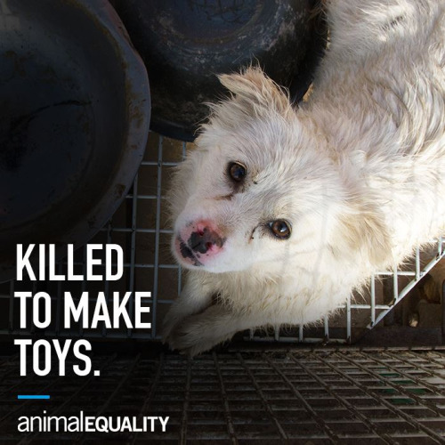 BREAKING new Animal Equality investigation: Dog and cat fur used... 22