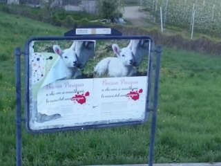 cles_20140417_1817880228 CLES (TN) - AFFISSIONE MANIFESTI BUONA PASQUA SENZA CRUDELTA' 2014 cles 20140417 1817880228