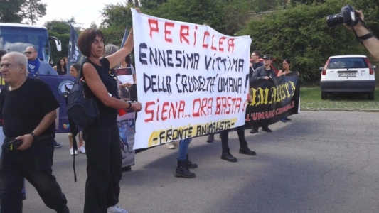 Manifestazione contro il Palio di Siena - 16.08.2015 immagini e video 2015 467 1024x576