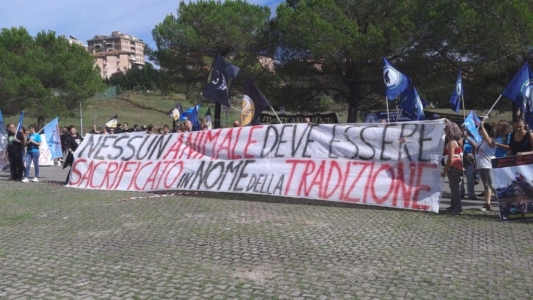 Manifestazione contro il Palio di Siena - 16.08.2015 immagini e video 2015 485 1024x576