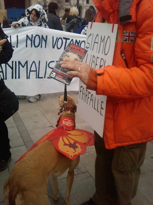 MANIFESTAZIONE CONTRO LA VIVISEZIONE - MILANO 5 marzo 2011 manifestazione contro la vivisezione milano 5 marzo 20130212 1211642060