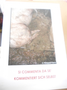 Bolzano 04.02.2012 manifestazione contro lo sfruttamento degli animali manifestazione contro lo sfruttamento degli anim 20130212 1262392248