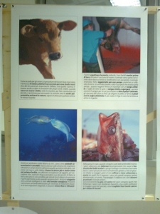 FA' LA COSA GIUSTA 2011 - MOSTRA ANIMALISTA mostra animalista sui macelli 20111101 1433879587
