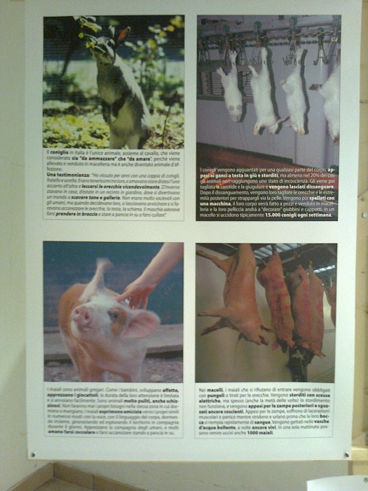 FA' LA COSA GIUSTA 2011 - MOSTRA ANIMALISTA mostra animalista sui macelli 20111101 1505205135