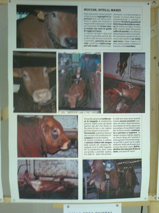 FA' LA COSA GIUSTA 2011 - MOSTRA ANIMALISTA mostra animalista sui macelli 20111101 1595651325