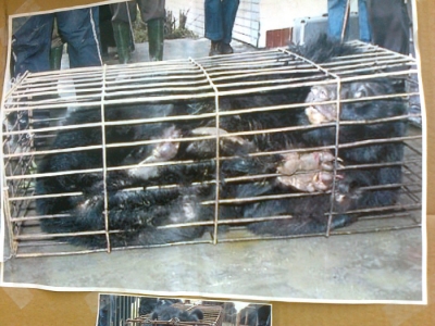 TAVOLO ANIMALS ASIA DEL 16.07.2011 tavolo per gli orsi delle fattorie della bile 20110717 1284573955