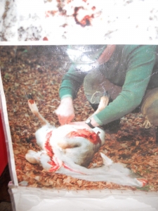 03 dicembre 2011 Trento fiaccolata per denunciare lo sterminio degli animali nel periodo natalizio (e non solo!) trento 03 dicembre fiacco 20130212 1388890089