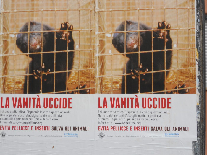Campagna contro le pellicce - Trento dicembre 2012 trento campagna contro le pelli 20130212 1195788675