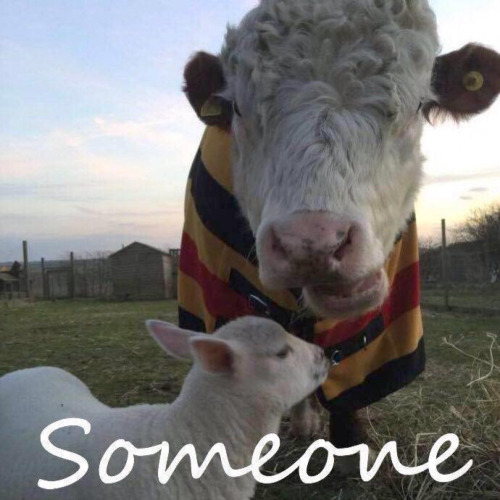CALF in the UK has to relocate their sanctuary and all rescues... 13
