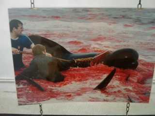 VEGAN FEST 2011- 22/25 APRILE - CAMARIORE vegan fest 2011 camaiore 20110427 1142052917