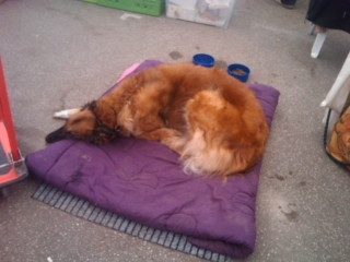 VEGAN FEST 2011- 22/25 APRILE - CAMARIORE vegan fest 2011 camaiore 20110427 1146828472