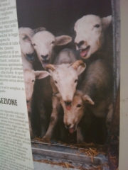 VEGAN FEST 2011- 22/25 APRILE - CAMARIORE vegan fest 2011 camaiore 20110427 1196673235