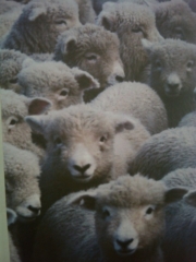 VEGAN FEST 2011- 22/25 APRILE - CAMARIORE vegan fest 2011 camaiore 20110427 1294911584