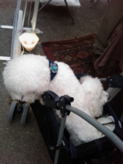 VEGAN FEST 2011- 22/25 APRILE - CAMARIORE vegan fest 2011 camaiore 20110427 1352700591