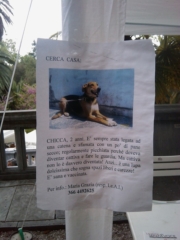 VEGAN FEST 2011- 22/25 APRILE - CAMARIORE vegan fest 2011 camaiore 20110427 1367134303