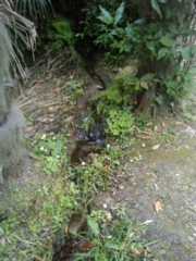 VEGAN FEST 2011- 22/25 APRILE - CAMARIORE vegan fest 2011 camaiore 20110427 1400000951