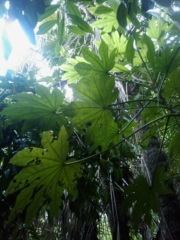 VEGAN FEST 2011- 22/25 APRILE - CAMARIORE vegan fest 2011 camaiore 20110427 1405816278