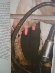 VEGAN FEST 2011- 22/25 APRILE - CAMARIORE vegan fest 2011 camaiore 20110427 1454077287