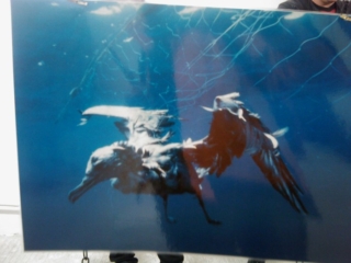 VEGAN FEST 2011- 22/25 APRILE - CAMARIORE vegan fest 2011 camaiore 20110427 1475804092