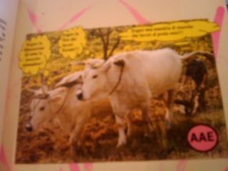 VEGAN FEST 2011- 22/25 APRILE - CAMARIORE vegan fest 2011 camaiore 20110427 1498354958