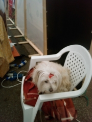 VEGAN FEST 2011- 22/25 APRILE - CAMARIORE vegan fest 2011 camaiore 20110427 1506341007