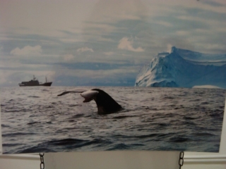 VEGAN FEST 2011- 22/25 APRILE - CAMARIORE vegan fest 2011 camaiore 20110427 1532023073