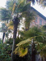 VEGAN FEST 2011- 22/25 APRILE - CAMARIORE vegan fest 2011 camaiore 20110427 1556807251