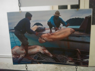 VEGAN FEST 2011- 22/25 APRILE - CAMARIORE vegan fest 2011 camaiore 20110427 1559377654