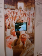 VEGAN FEST 2011- 22/25 APRILE - CAMARIORE vegan fest 2011 camaiore 20110427 1655270959