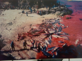 VEGAN FEST 2011- 22/25 APRILE - CAMARIORE vegan fest 2011 camaiore 20110427 1663995570