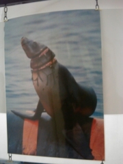 VEGAN FEST 2011- 22/25 APRILE - CAMARIORE vegan fest 2011 camaiore 20110427 1734333789