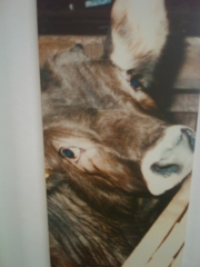 VEGAN FEST 2011- 22/25 APRILE - CAMARIORE vegan fest 2011 camaiore 20110427 1752897920