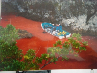 VEGAN FEST 2011- 22/25 APRILE - CAMARIORE vegan fest 2011 camaiore 20110427 1841474425