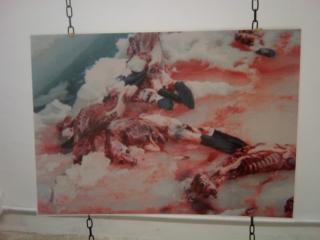 VEGAN FEST 2011- 22/25 APRILE - CAMARIORE vegan fest 2011 camaiore 20110427 1897546423