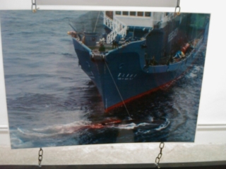 VEGAN FEST 2011- 22/25 APRILE - CAMARIORE vegan fest 2011 camaiore 20110427 1905378061