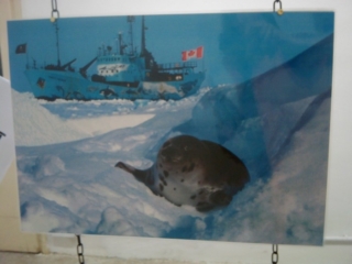 VEGAN FEST 2011- 22/25 APRILE - CAMARIORE vegan fest 2011 camaiore 20110427 1926331325