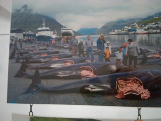 VEGAN FEST 2011- 22/25 APRILE - CAMARIORE vegan fest 2011 camaiore 20110427 1951181832