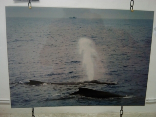 VEGAN FEST 2011- 22/25 APRILE - CAMARIORE vegan fest 2011 camaiore 20110427 1959503561