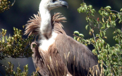 Un farmaco minaccia gli avvoltoi europei avvoltoio indiano 400x250 1