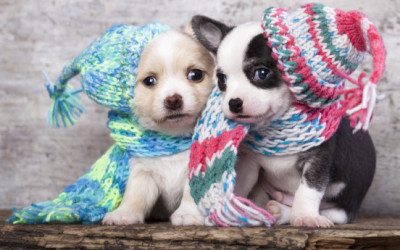 Come curare il raffreddore del cane come curare il raffreddore del cane e1455317670283 400x250 1