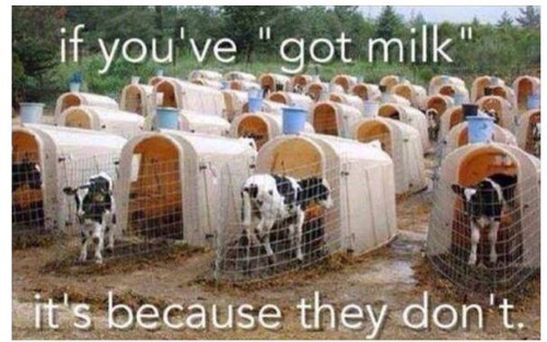 Veal calves. Victims of the dairy industry. They are just babies... tumblr o1w0trmNRP1tqolo9o1 500 1