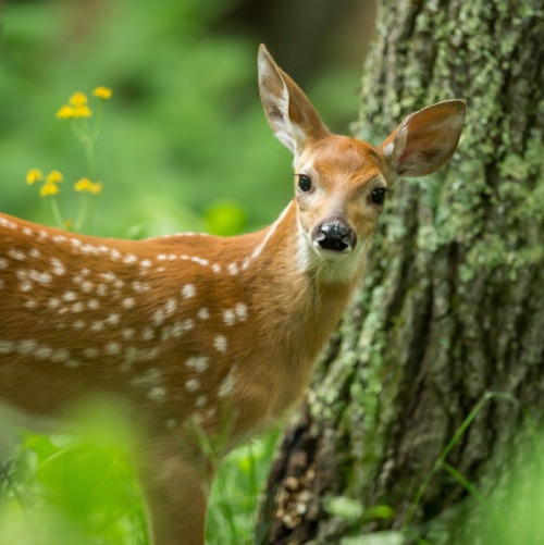 beautiful-wildlife: Fawn in the Forest by Emily Carter... 13