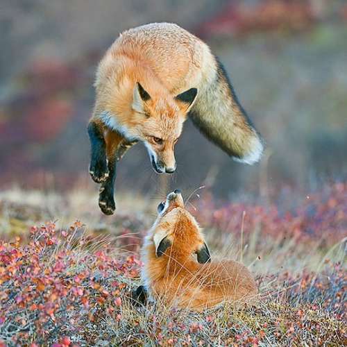 standavis: “.
Photography by @ (Dee Ann Pederson). Red Fox,... tumblr o277a3IDs01swmapvo1 500 1