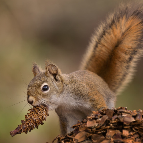 magicalnaturetour: Squirrel Whisperer by  Thies 28